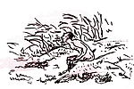 faune