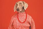 William Wegman vignette