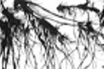 encre de chine